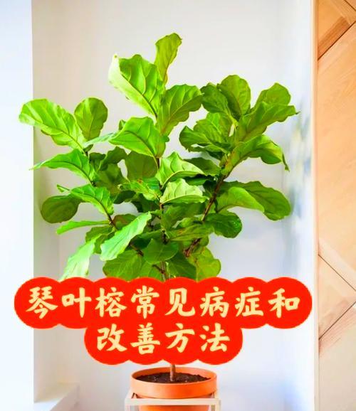 植物叶片变黄的原因是什么？如何预防和解决？