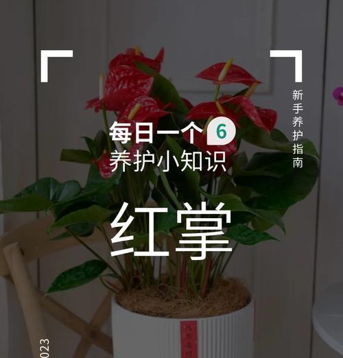 红掌叶子下垂的原因是什么？如何进行有效处理？