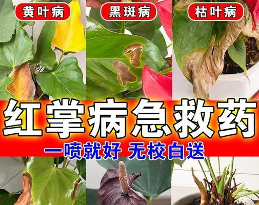 红掌叶子下垂的原因是什么？如何进行有效处理？