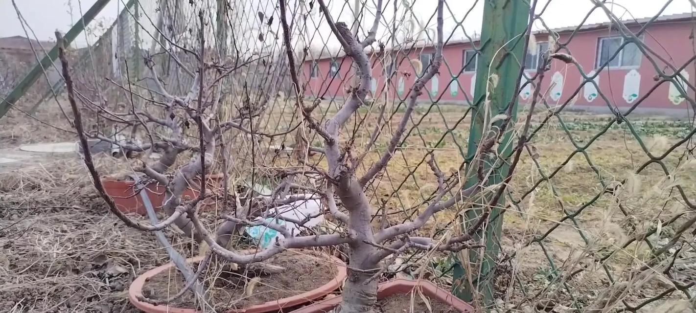 盆栽苹果树爆皮的原因是什么？