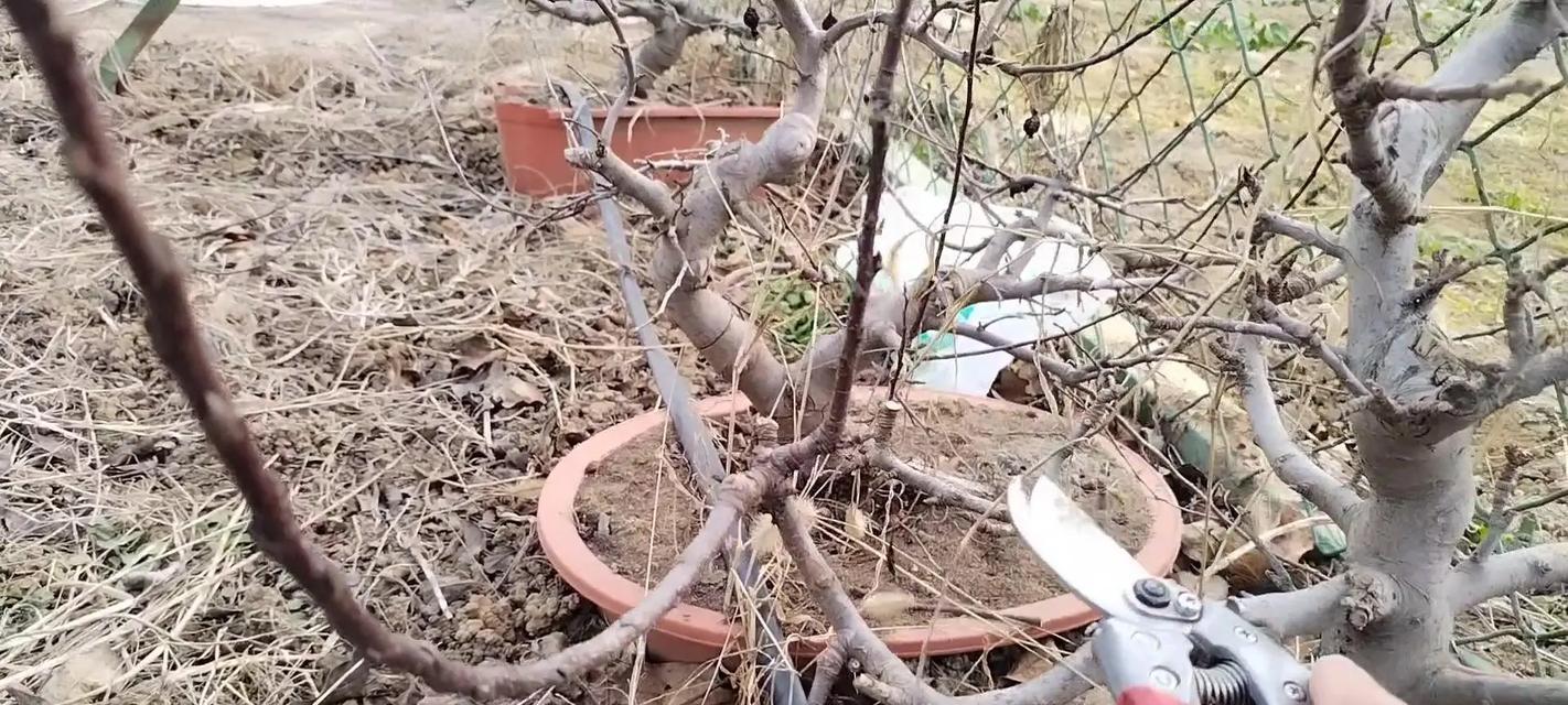 盆栽苹果树爆皮的原因是什么？