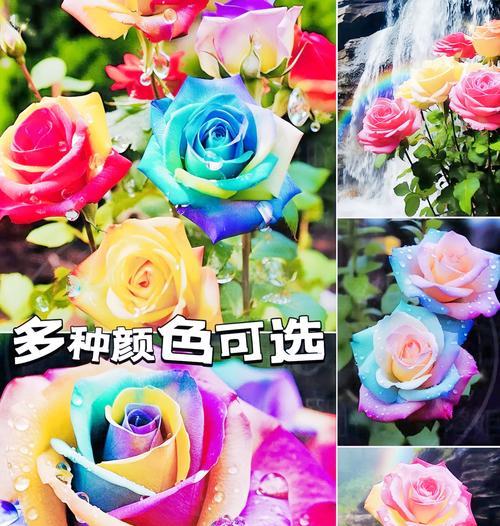 植物彩虹的养护技巧有哪些？如何保持其鲜艳的颜色？