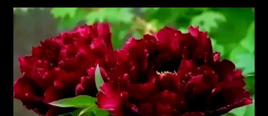 吉祥花语物品有哪些？吉祥花语物品代表什么？