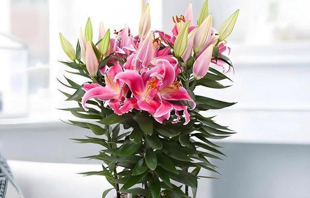 百合花养殖需要注意哪些要点？如何确保其健康生长？