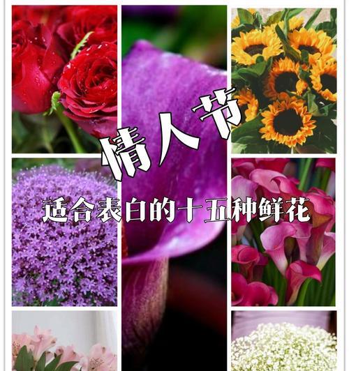 夸女生可爱的花语是什么？哪种花语最能表达对女生的可爱赞美？