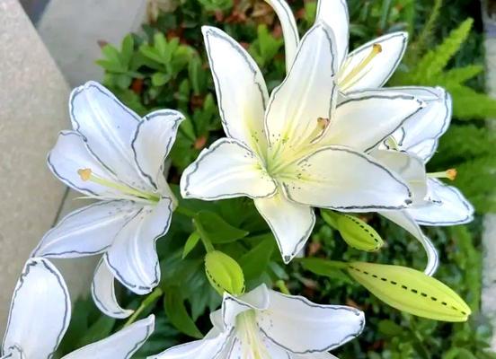 百合花养殖需要注意哪些要点？如何确保其健康生长？
