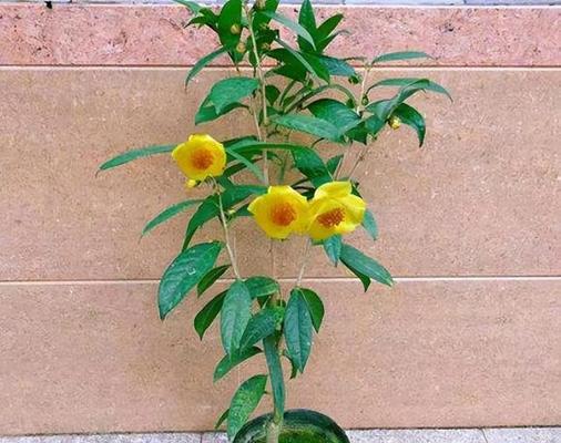 七色茶花的养殖技巧是什么？如何保持其颜色鲜艳？