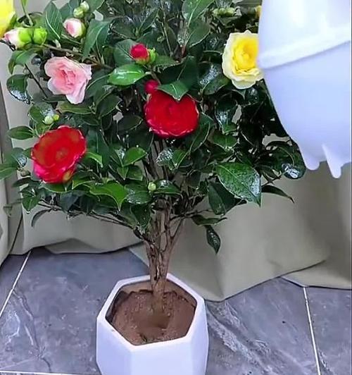 七色茶花的养殖技巧是什么？如何保持其颜色鲜艳？