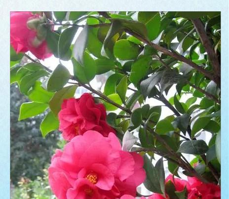 七色茶花的养殖技巧是什么？如何保持其颜色鲜艳？