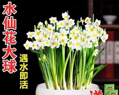 冬季适合室内种植的花卉有哪些？