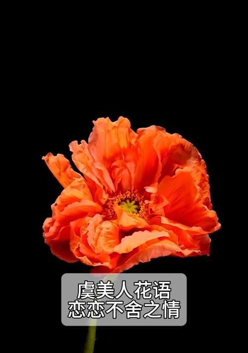 虞美人花的寓意和花语分别是什么？