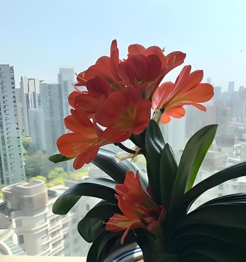 秋季适合养什么植物？有哪些推荐？