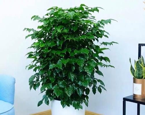 秋季适合养什么植物？有哪些推荐？