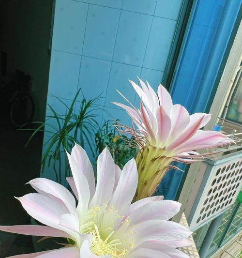 仙人球开花后怎么处理？如何促进再次开花？