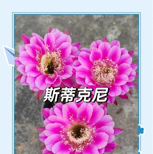 仙人球开花后怎么处理？如何促进再次开花？