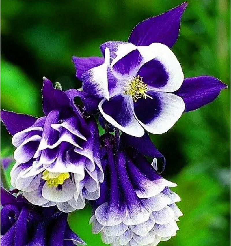 什么样的花语代表“这么大”？这种花语的花是什么？