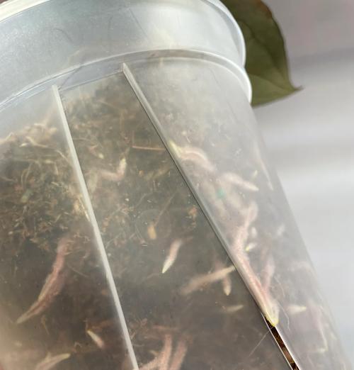 花烛的养殖方法有哪些？