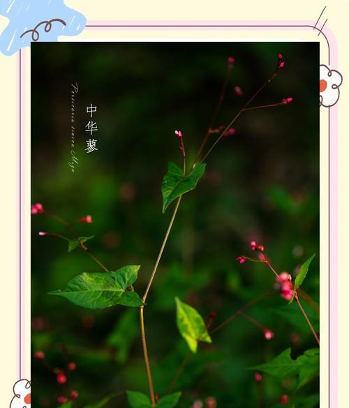 哪种花代表思念？花语中思念的含义是什么？