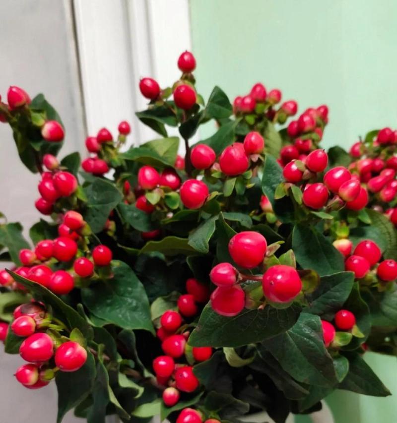 哪种花代表思念？花语中思念的含义是什么？