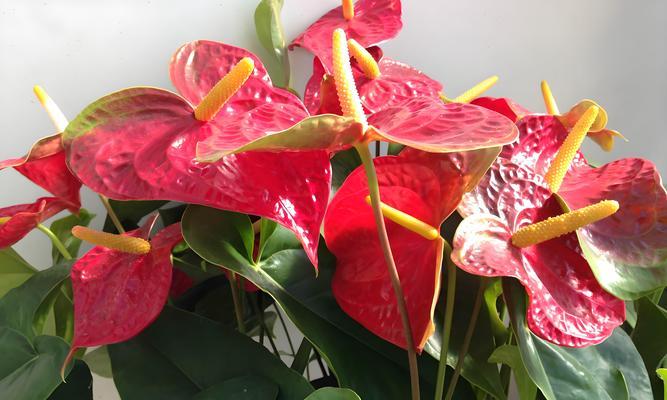 花烛的养殖方法有哪些？