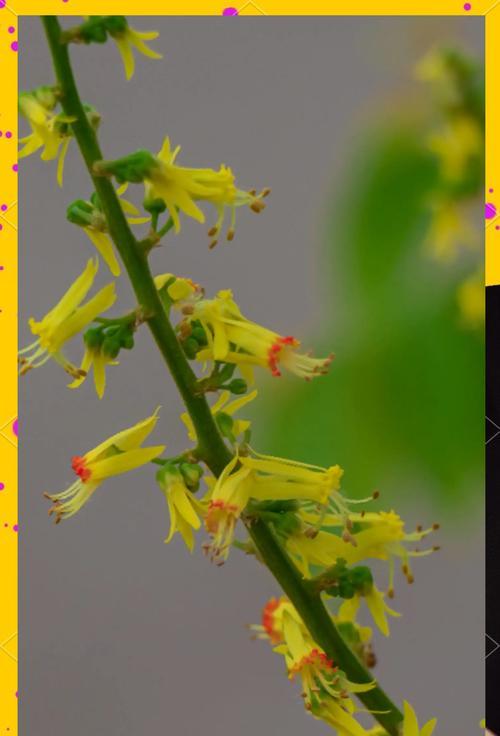 哪种花代表思念？花语中思念的含义是什么？