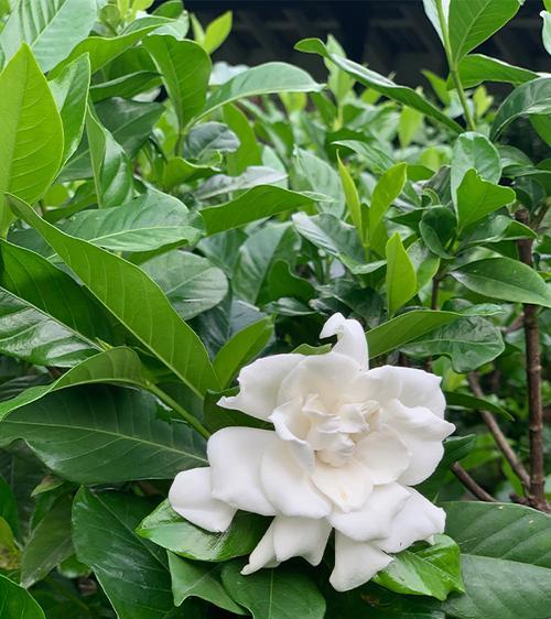 栀子花适合用什么土？栀子花的土壤选择有什么讲究？