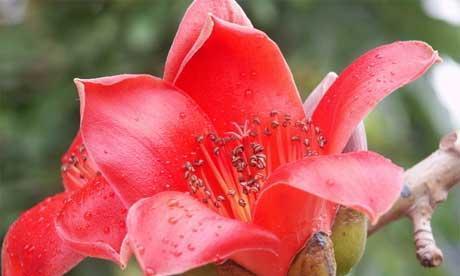班主任提到的花语通常是什么？花语背后有何深意？