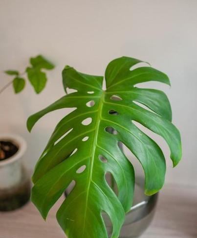 龟背竹对室内环境有哪些益处？如何正确养护以发挥其作用？