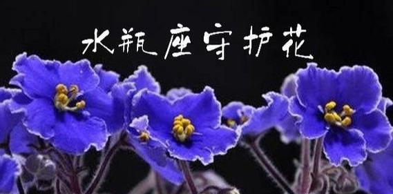 十二月五日的生日花语是什么？十二月五日出生的人适合什么花？