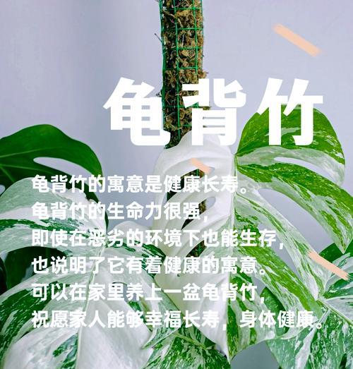 龟背竹对室内环境有哪些益处？如何正确养护以发挥其作用？