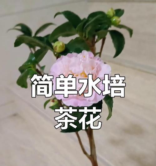 茶花树的养护方法是什么？茶花树的修剪技巧是什么？