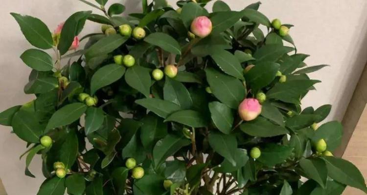 茶花树的养护方法是什么？茶花树的修剪技巧是什么？