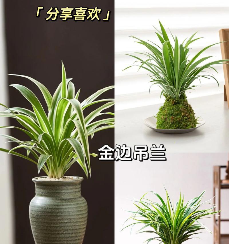 吊兰修剪有哪些技巧？怎样修剪才能更美观？