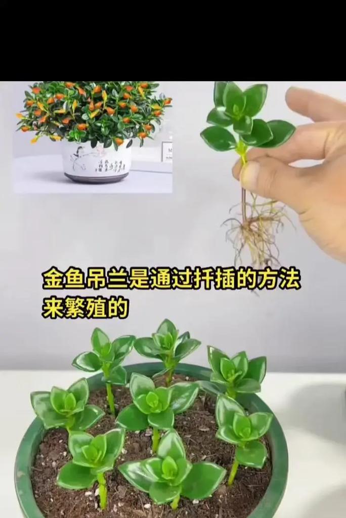吊兰修剪有哪些技巧？怎样修剪才能更美观？