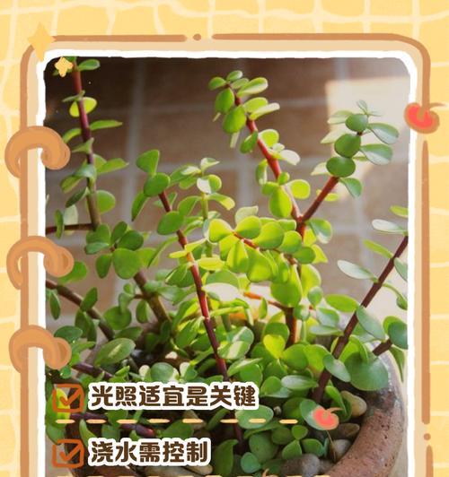 绿钻植物如何养护？怎样才能养得更茂盛？