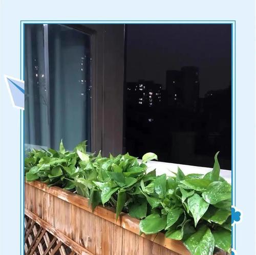 绿钻植物如何养护？怎样才能养得更茂盛？
