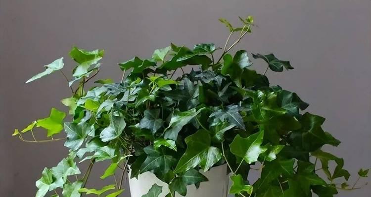 绿钻植物如何养护？怎样才能养得更茂盛？