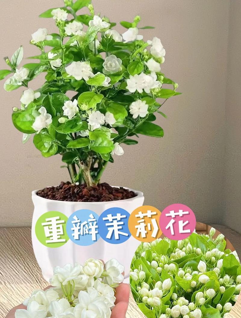 茉莉花盆栽的养护技巧有哪些？如何让茉莉花盆栽开出更多花？