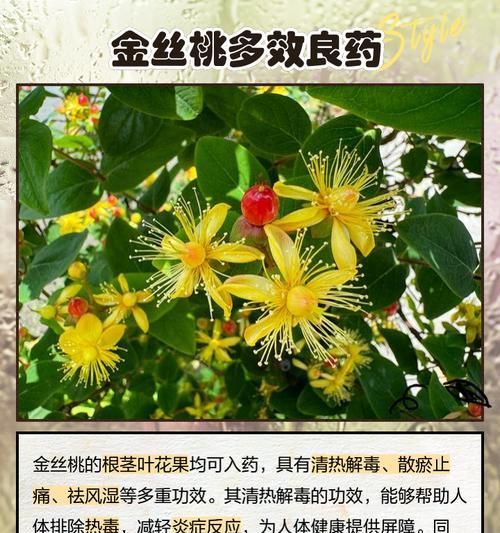 桃子花语代表了什么特殊含义？