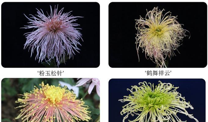 菊花有哪些品种名称？如何选择适合自己园艺的菊花？