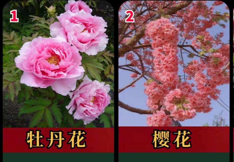 中国的国花是什么？它象征着什么意义？