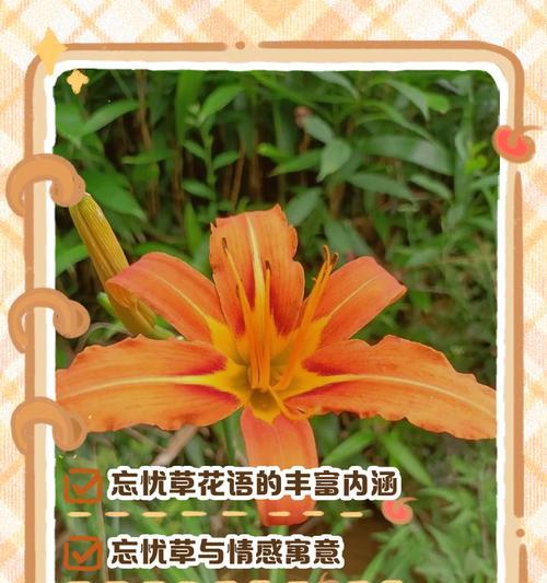 桑叶花语与情感有何联系？