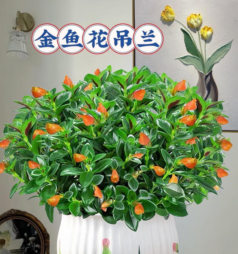 哪种吊兰品种最适合室内种植？它们的养护要点是什么？