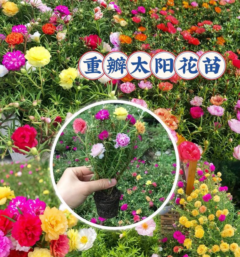 三朵太阳花传递了哪些信息？三朵太阳花的寓意是什么？