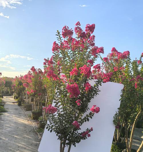 紫薇移栽的最佳季节是什么时候？