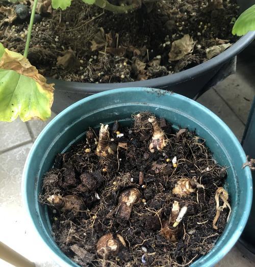 风雨兰冬季的养护方法？