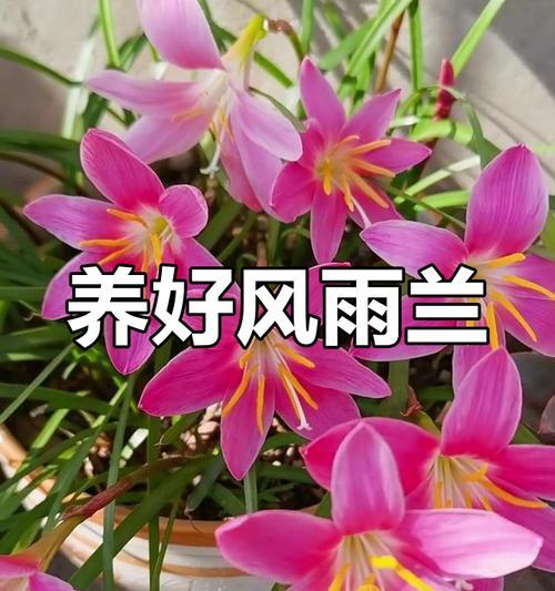 风雨兰冬季的养护方法？