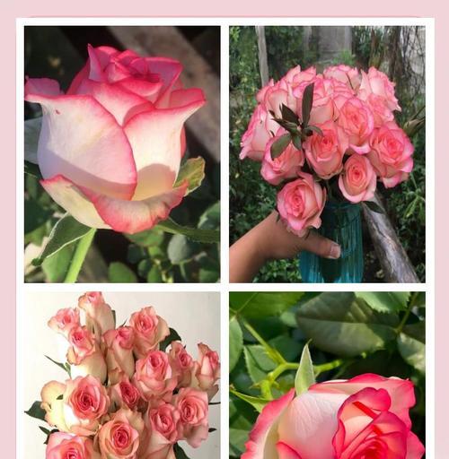 艾莎花语的含义有哪些？它们代表了什么？