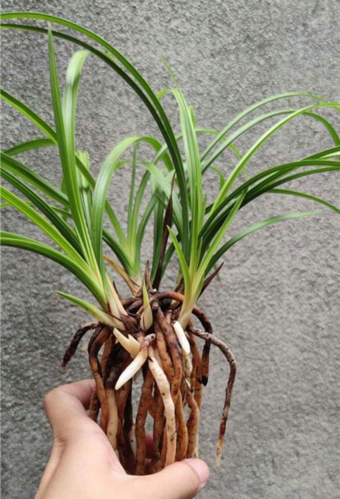 兰花种植需要注意哪些事项？如何确保兰花健康生长？