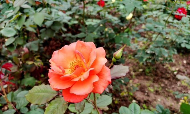四月的花语通常指哪种花？